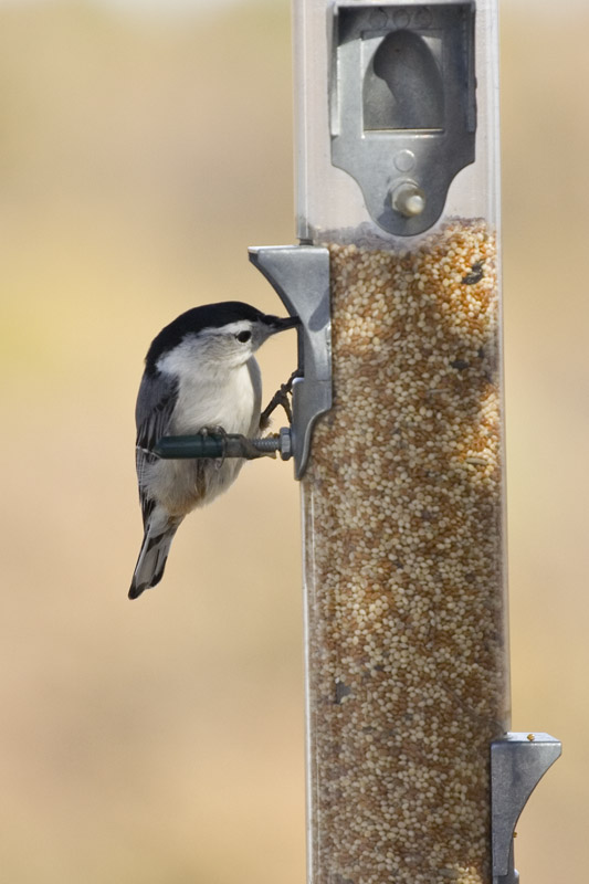 White-Breasted Nuthatch