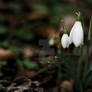 Snowdrops