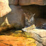 Jaguar - HDR - Akron Zoo