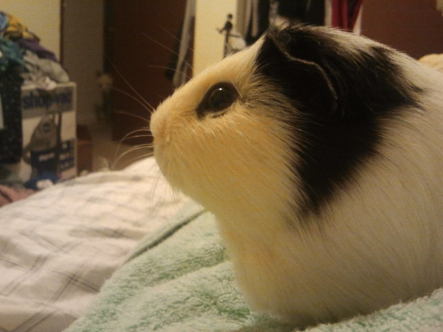 Sushi the Pig