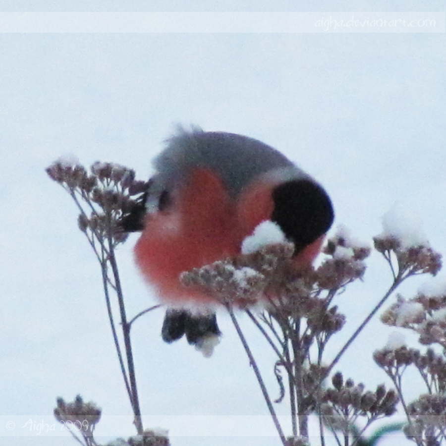 Bullfinch Feeding