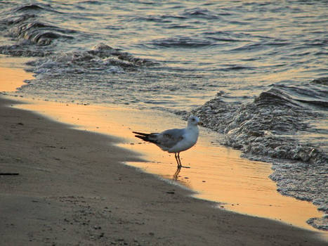 Beach I