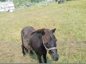 pony named chocolate