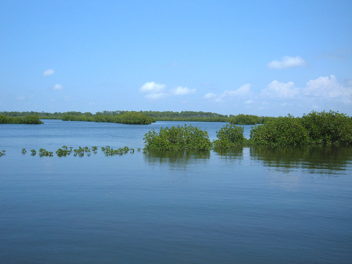 Mangrove Land