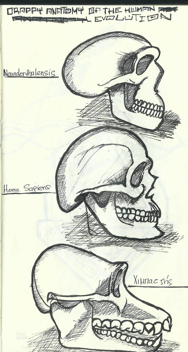 Evolution Humans Cut Out Crappy Anatomy Of The N=human Evolution by Caskone on DeviantArt