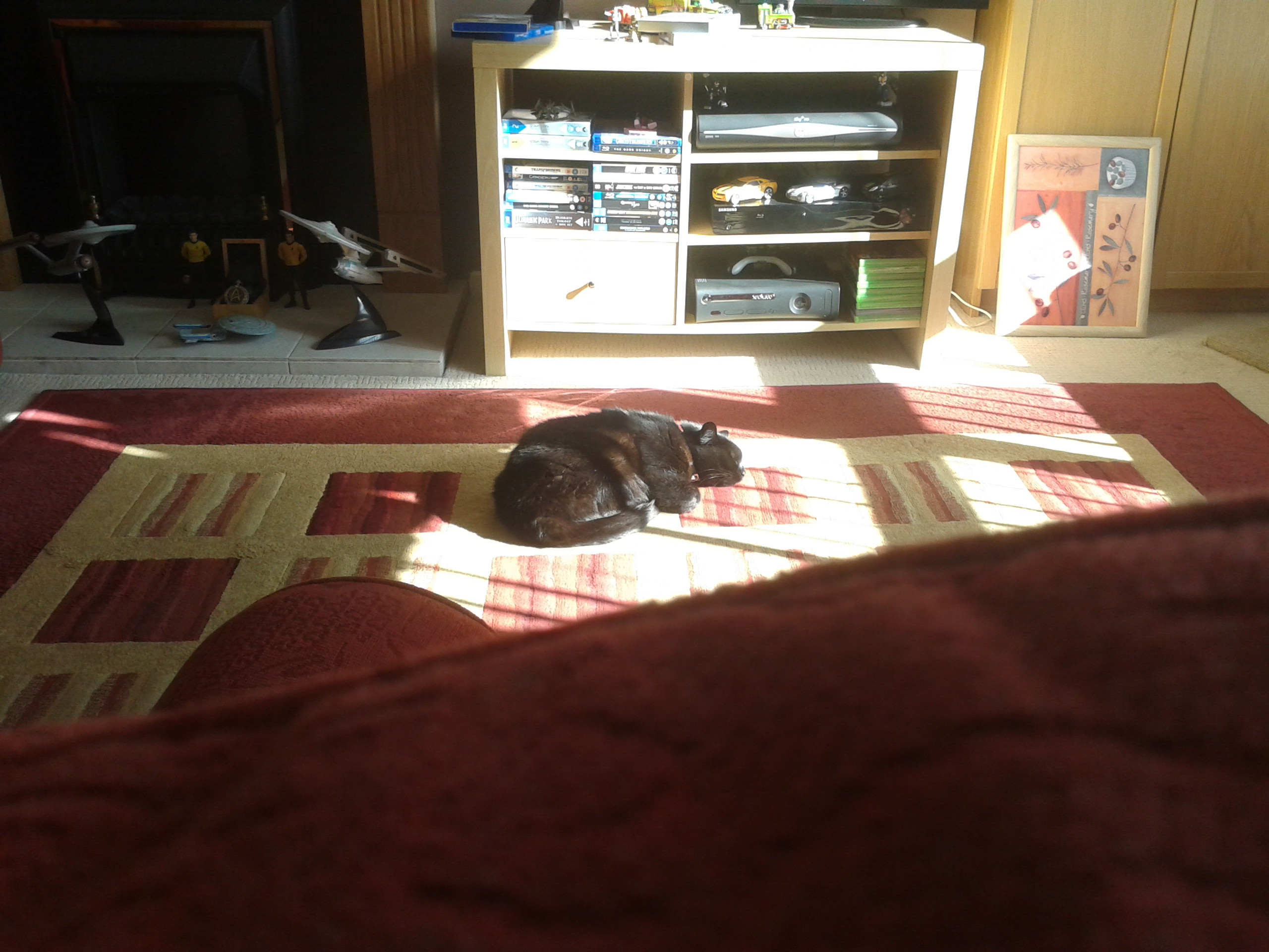 It's a cat's life!