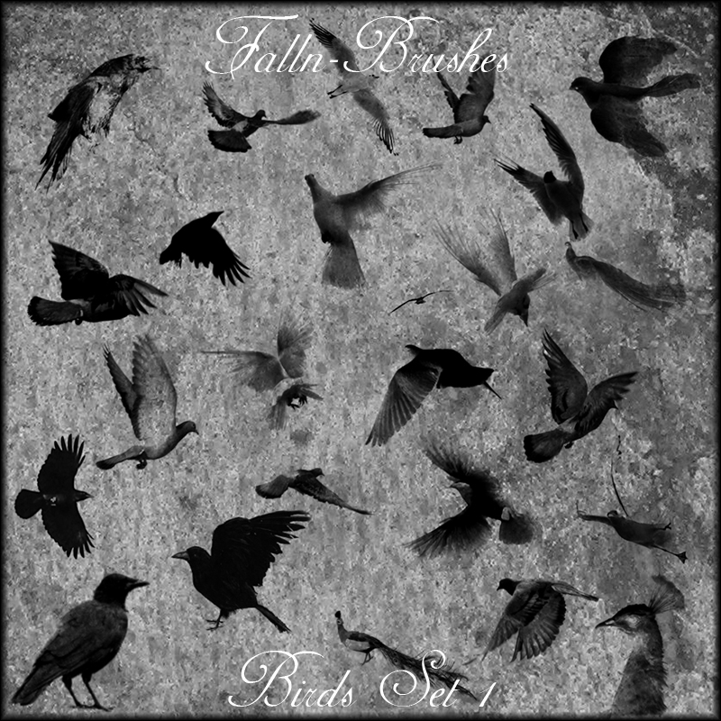 Birds Brush Set 1 by Falln-Brushes