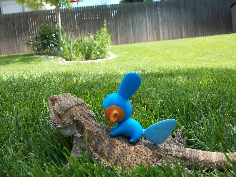 Riding on a Bearded Dragon