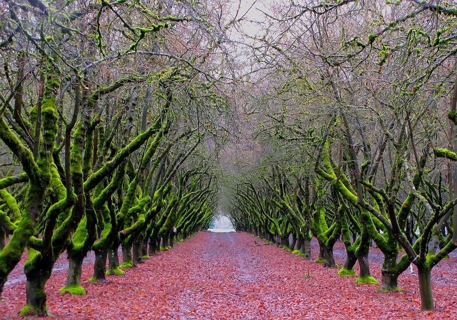 Spring Landscape Army soldiers of spring... by shotsfiredimagedown on DeviantArt