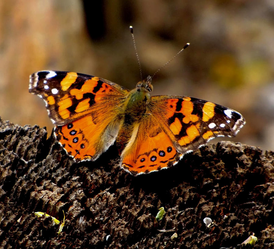 flutter by... by shotsfiredimagedown on DeviantArt
