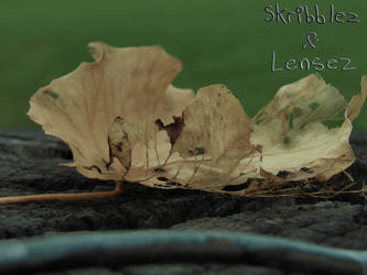 Leaf 4 | Set DLM