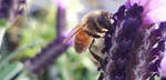 Soft Bee by DarthBloodOrange