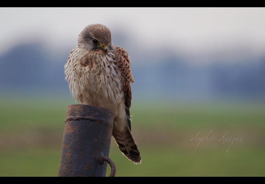 Lonely in the cold