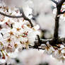 Lucent Designs Cherry Blossom Macro 4