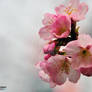 Lucent Designs Cherry Blossom Macro 5