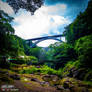 Destination Unknown: Eastern Majestic Forest 6