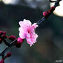 Lucent Designs Renewal Flower: Cherry Blossom 2