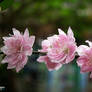 Lucent Designs Renewal Flower: Cherry Blossom 6