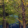 Lucent Designs Free Stock Image For Download #218