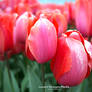 Blossom Festival 2026: Red Tulip 1