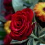Blossom Festival 2026: Chinese Rose 2