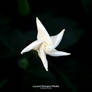 Blossom Festival 2026: White Gardenia