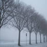 Ghostly trees