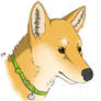 Korean jindo colour 1