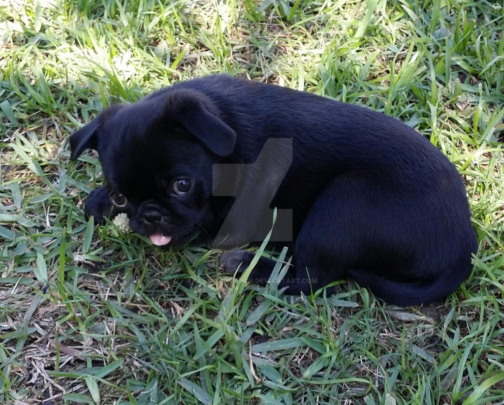 Wally Chewing on a Bone (Black Pug)