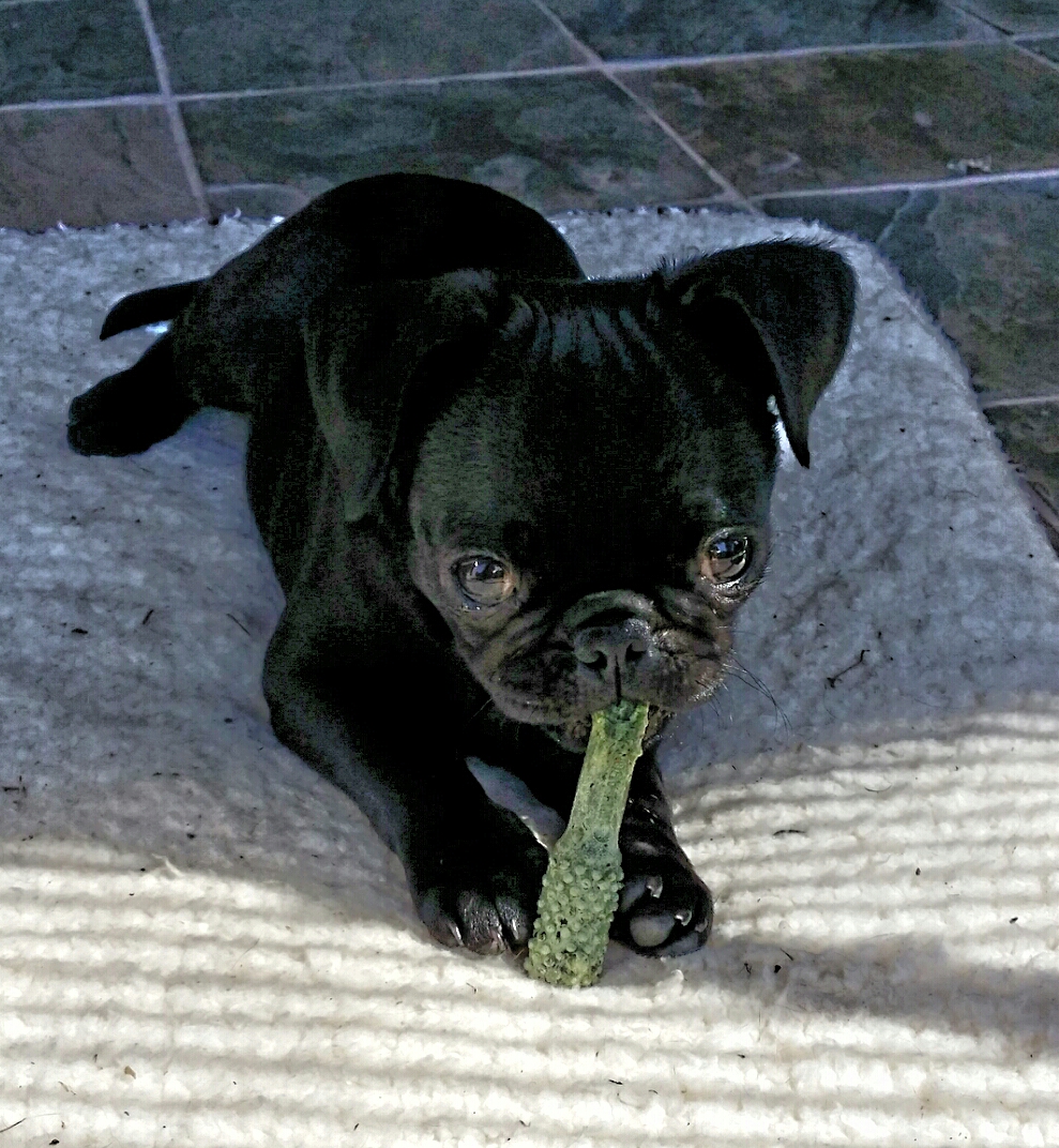 Mable with greenie (Black Pug)