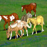 LHR Yearlings
