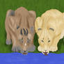 Lionesses
