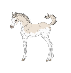 Arab foal 3