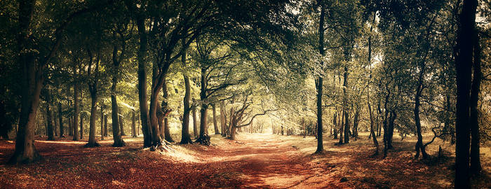 Street of Leaves