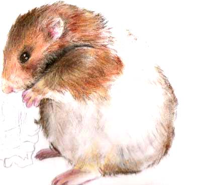 Hamster By Mimiss Dessin On Deviantart Hamster By Mimiss Dessin On Deviantart