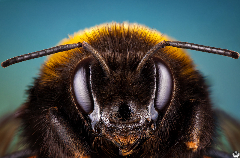 Bumblebee portrait