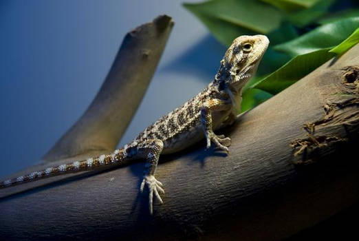 Bruce - My Bearded Dragon