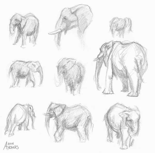 Elephant Sketches