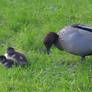 Ducklings