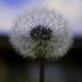 Make A Wish