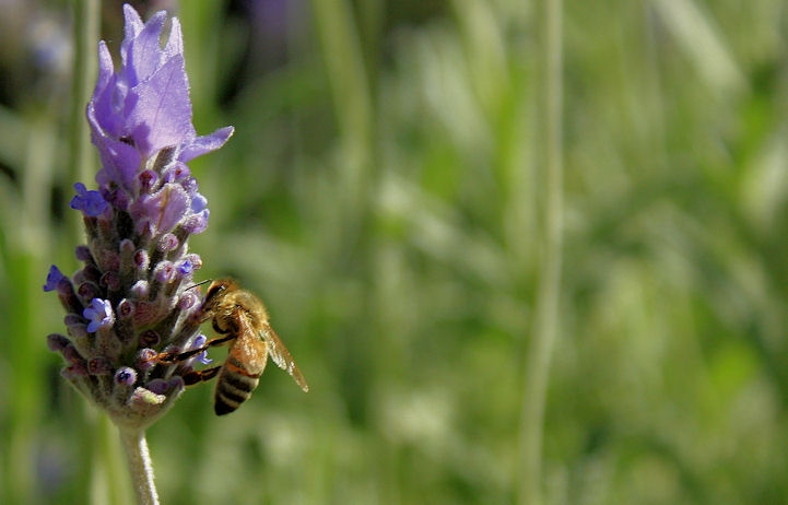 Hidden Life of Bees -Lavender2