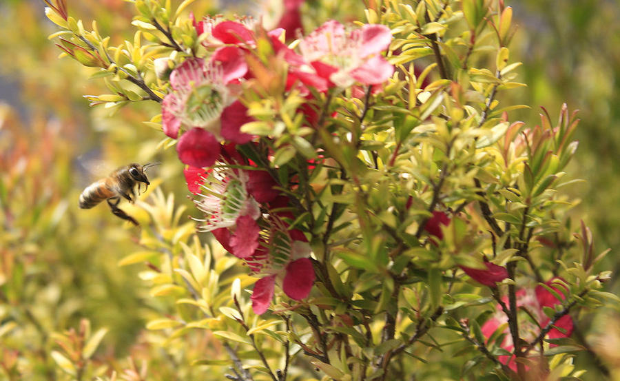 Bees in Flight 3