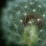 Wish