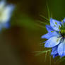 Blue Wednesdays