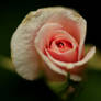 Rosebud
