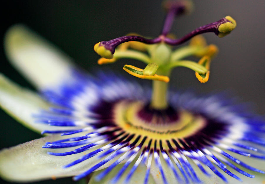 Passionflower