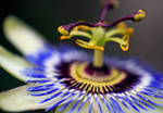 Passionflower by Coraloralyn