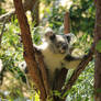 Baby Koala