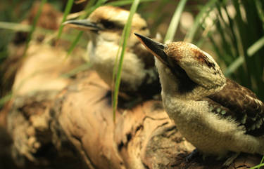 Laughing Kookaburra