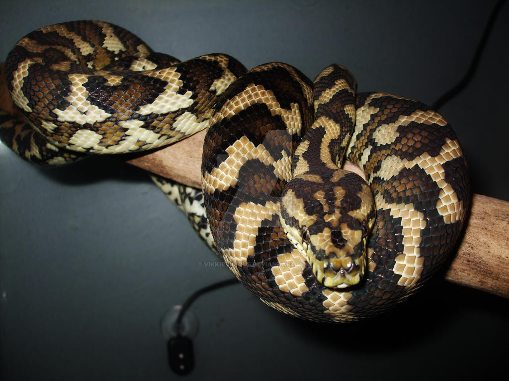Papuan Carpet Python 3 by VikkieVicious on DeviantArt